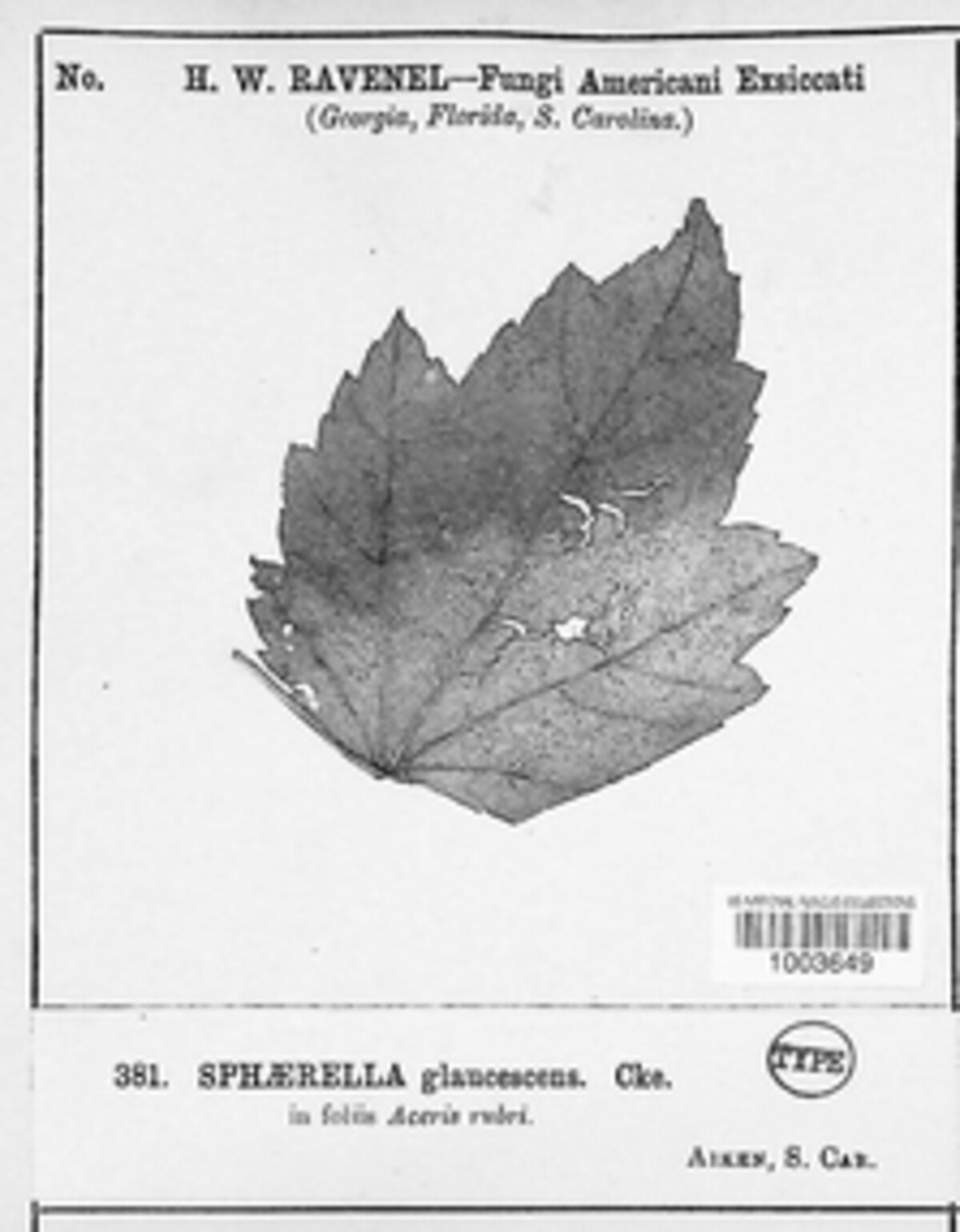 Sphaerella glaucescens image